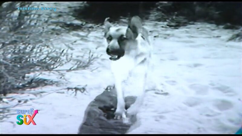 Le Avventure di Rin-Tin-Tin su Supersix